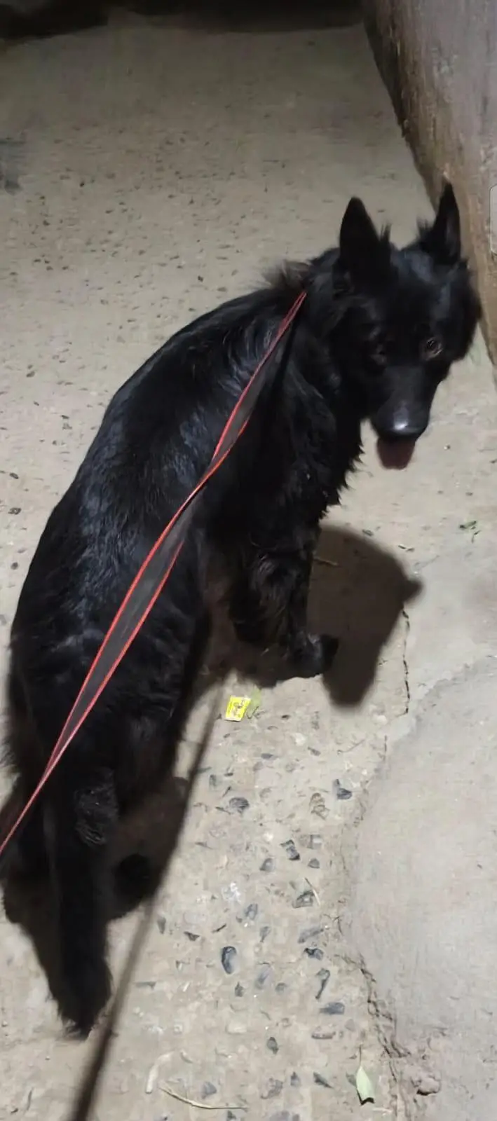 Long cort gsd black mail — photo 4