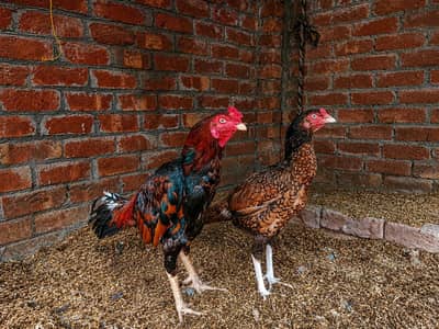 mianwali breeder hen, for sale.