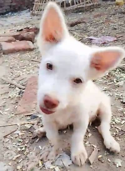 2 months old vaccinated pink nose brown eyes