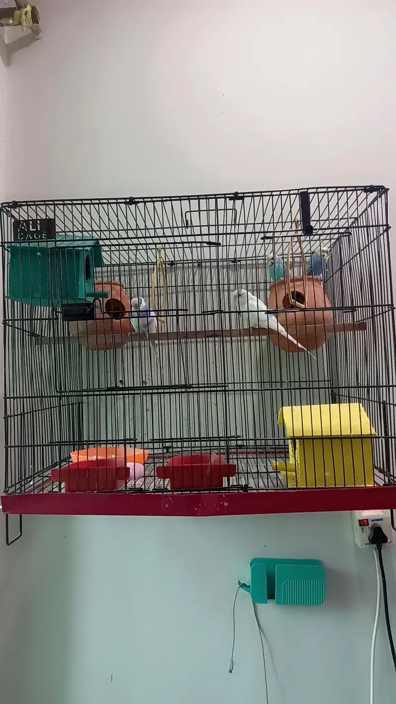 2 Beautiful Pairs of Australian Parrots for Sale with Big Size Cage — photo 3