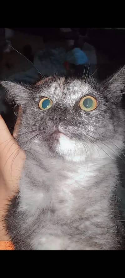 male Persian cat