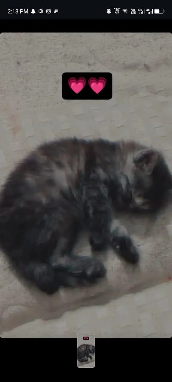 male Persian cat — photo 2