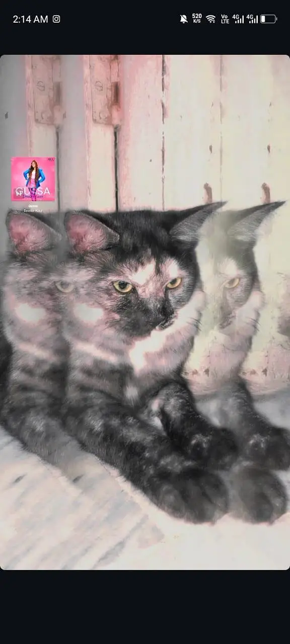 male Persian cat — photo 4