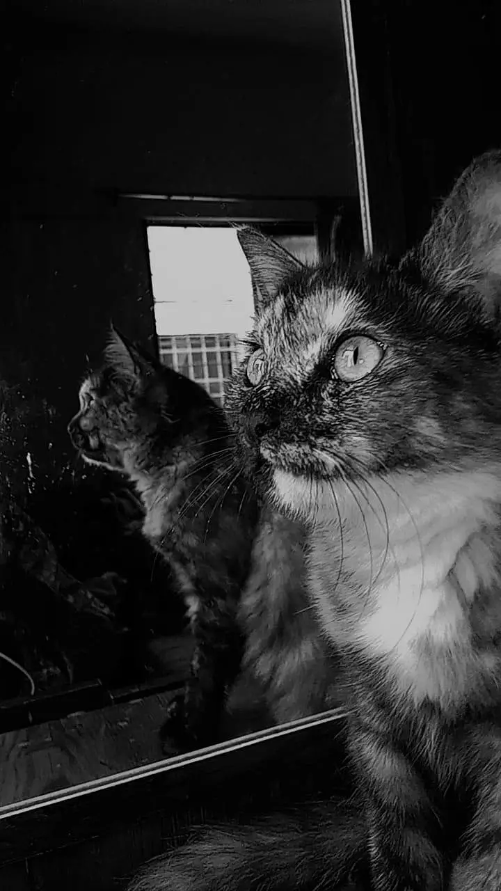 male Persian cat — photo 5
