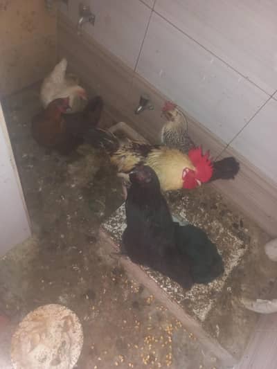 egg wali hen