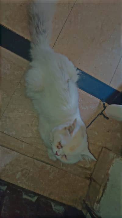 Persian cat Double coat 03454446738