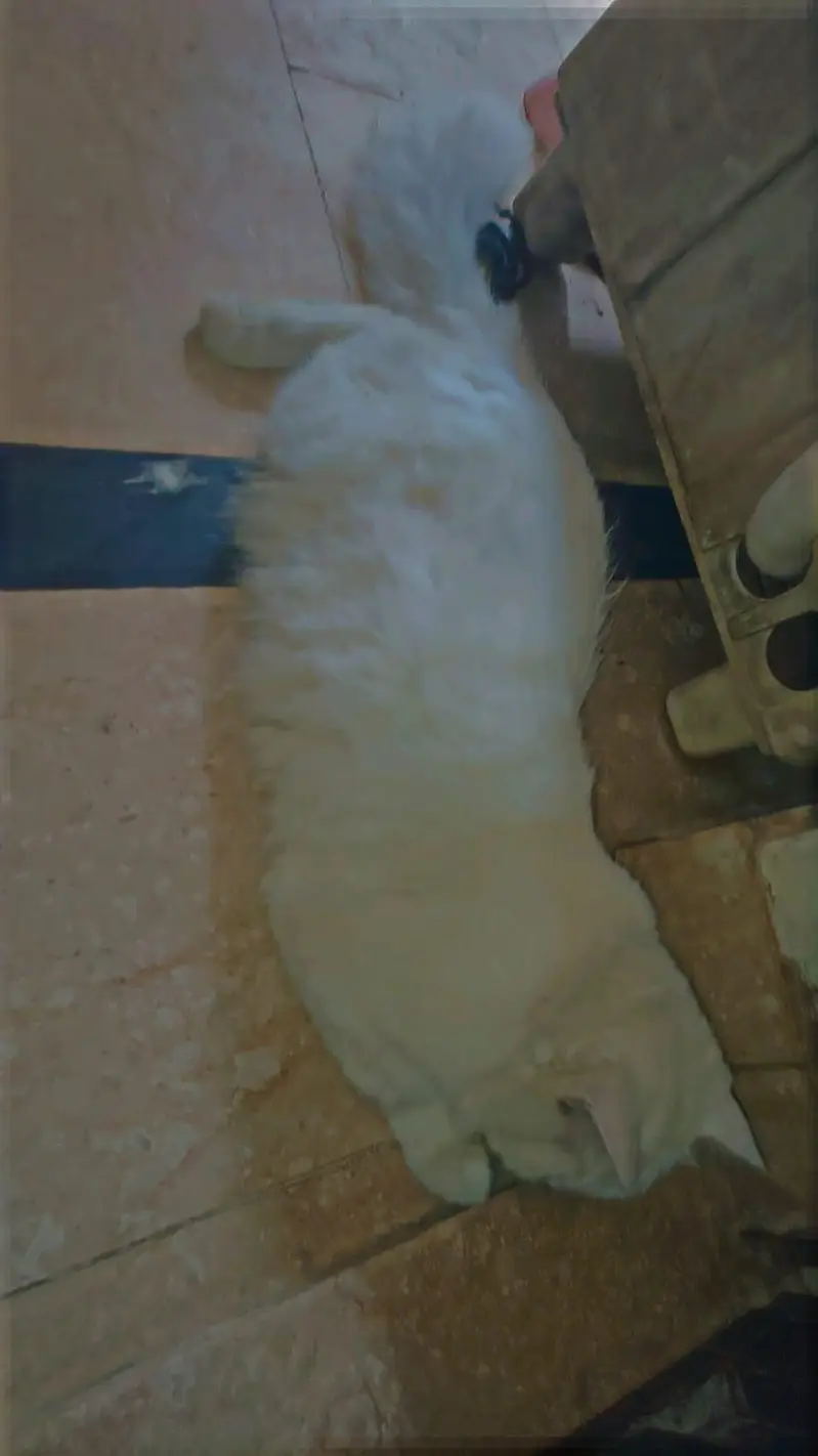 Persian cat Double coat 03454446738 — photo 2