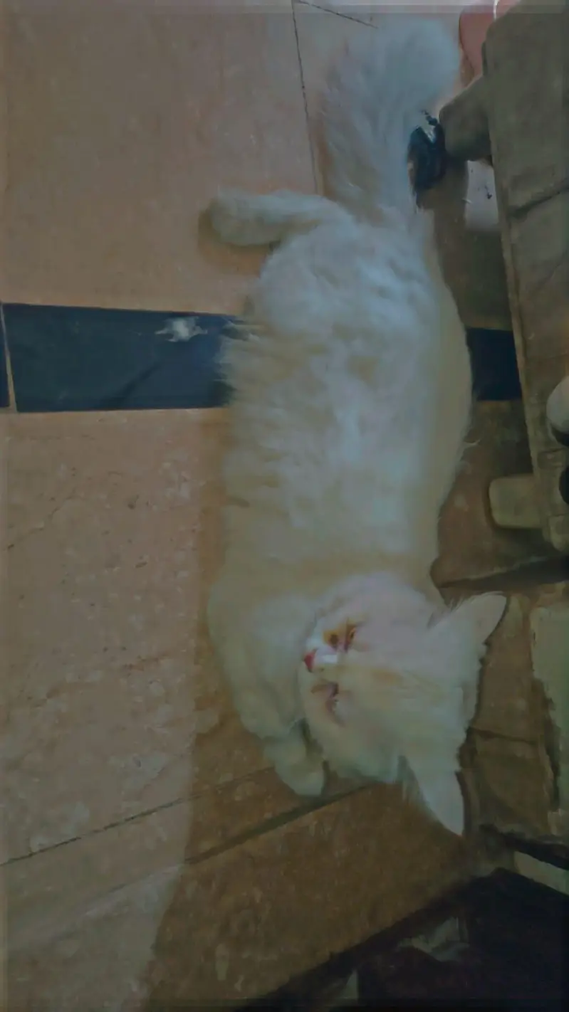 Persian cat Double coat 03454446738 — photo 3