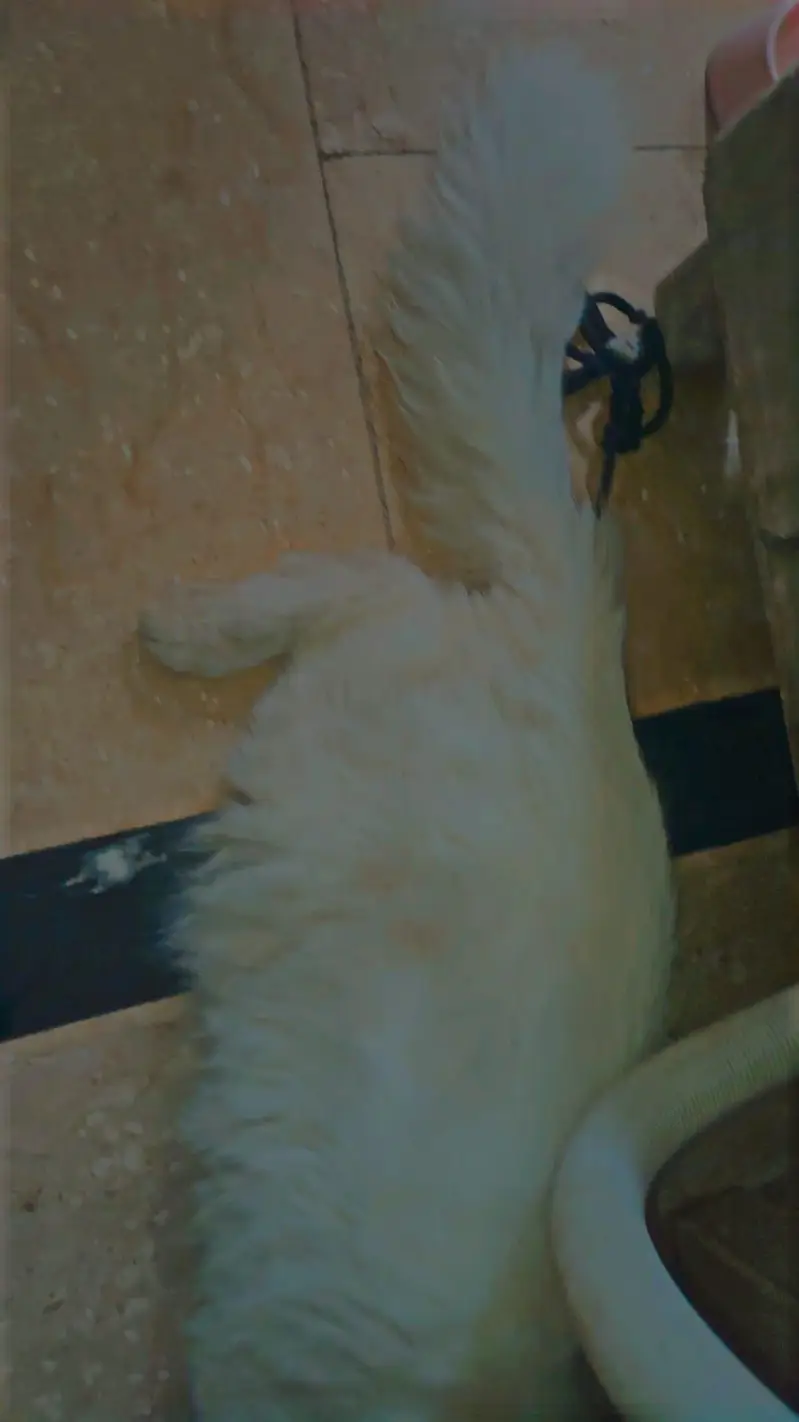 Persian cat Double coat 03454446738 — photo 4