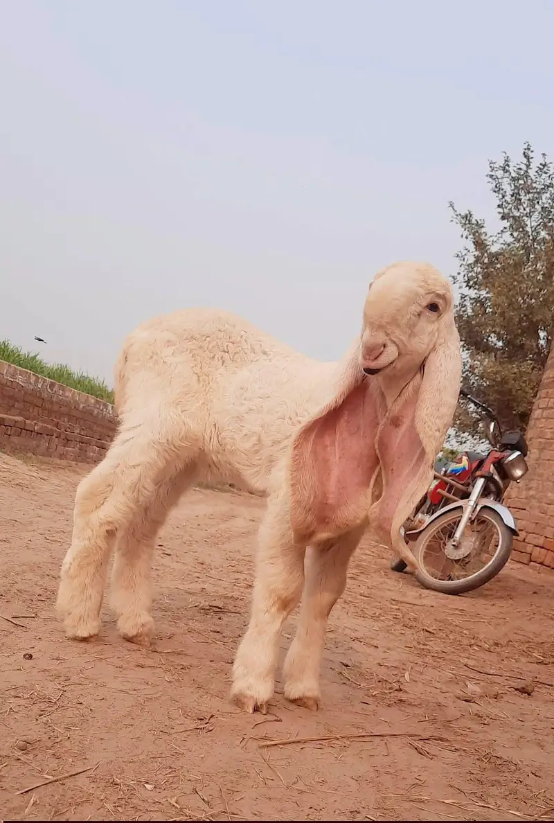 LARKANA kajla — photo 3