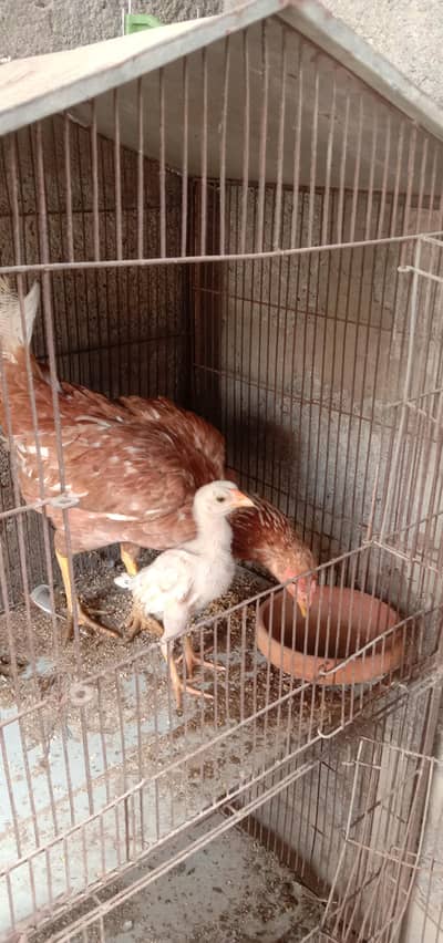aseel murgi with aseel chick