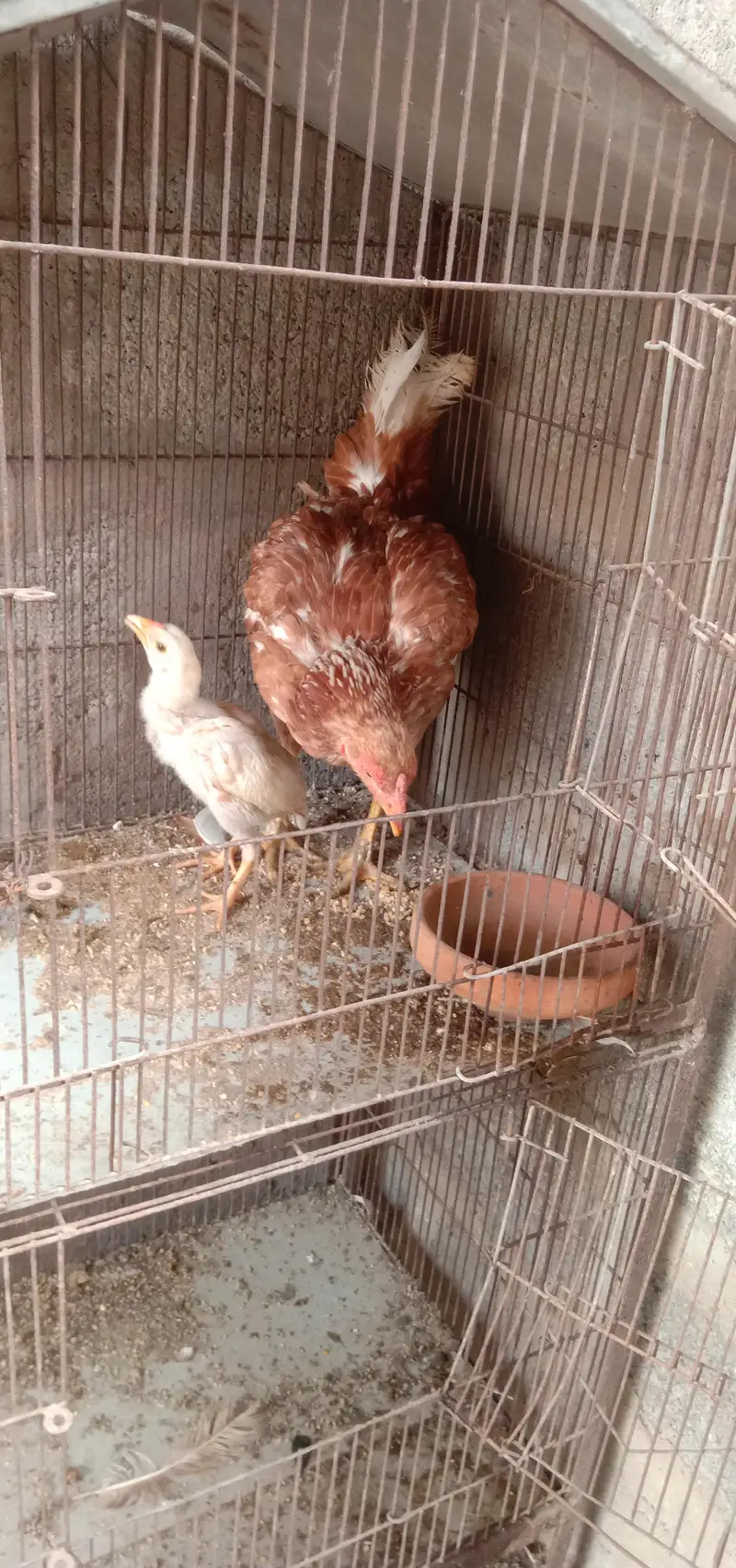 aseel murgi with aseel chick — photo 2