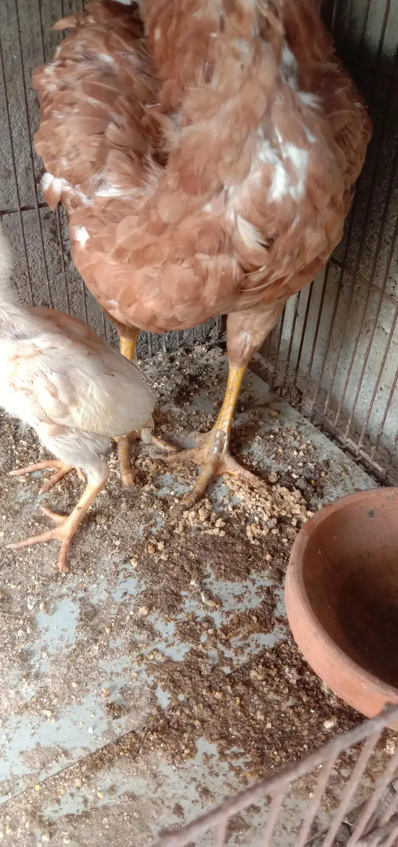 aseel murgi with aseel chick — photo 3