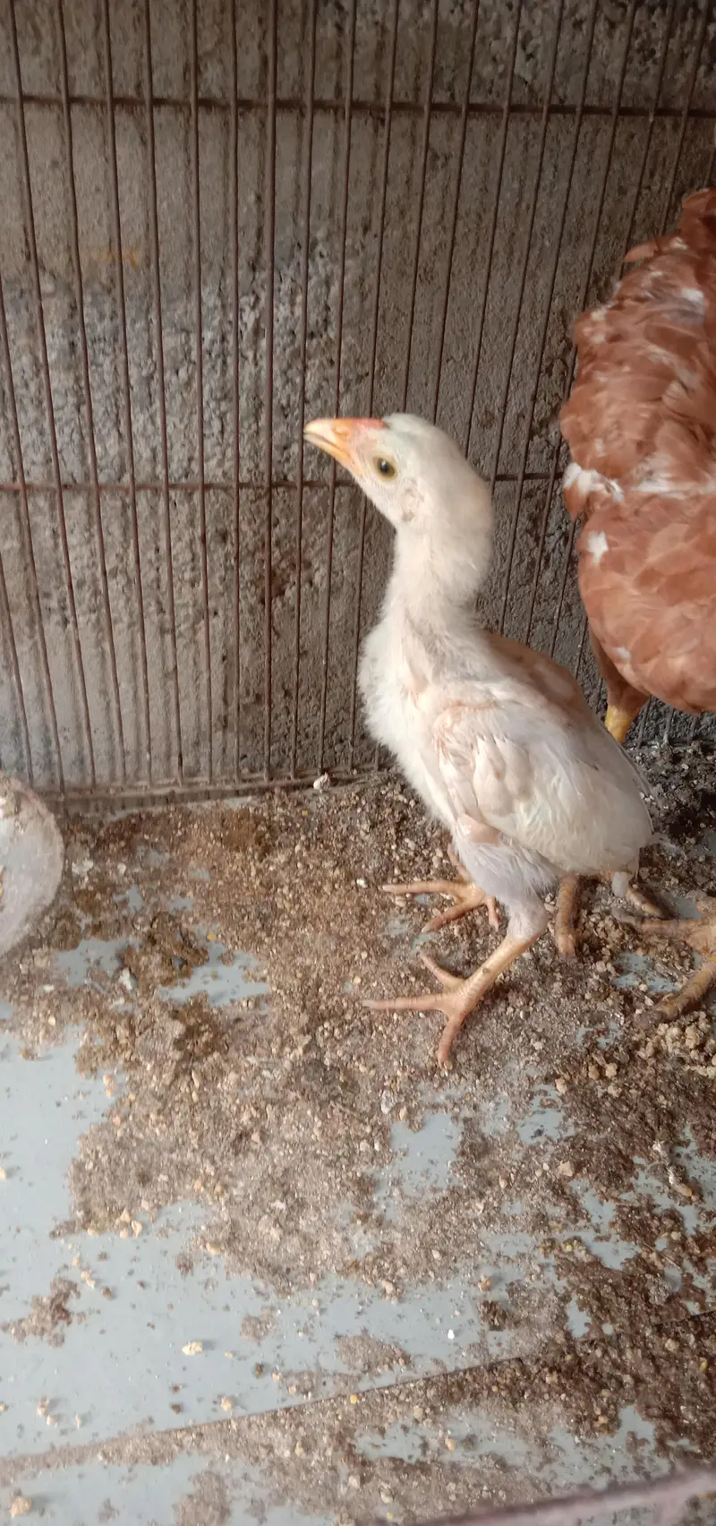 aseel murgi with aseel chick — photo 4