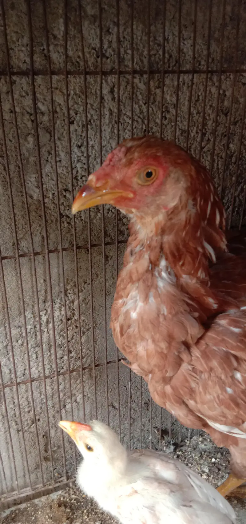 aseel murgi with aseel chick — photo 5