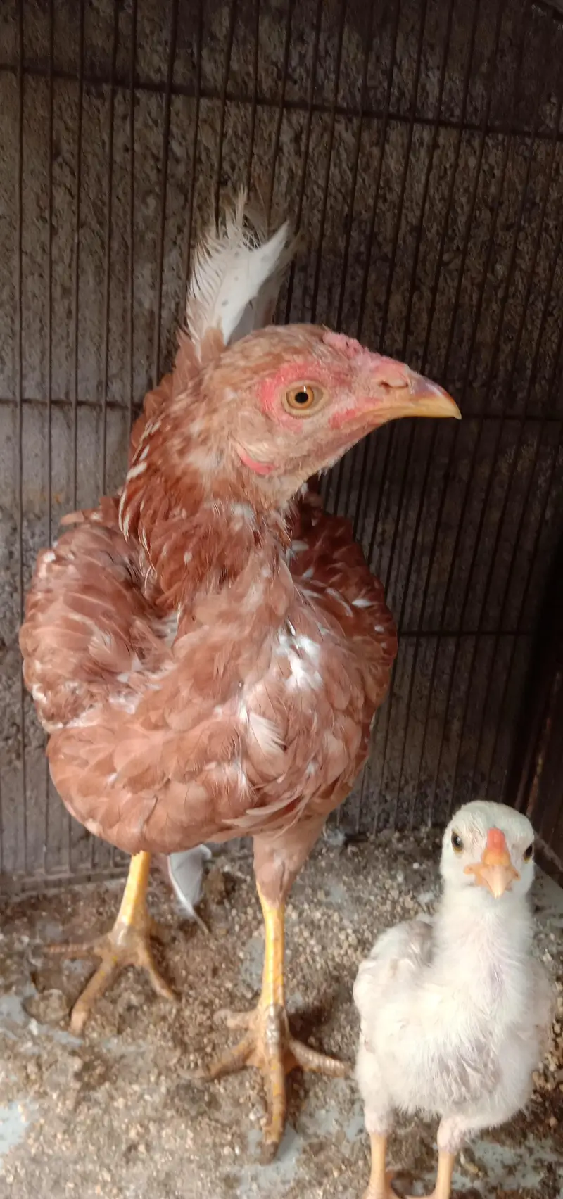 aseel murgi with aseel chick — photo 6