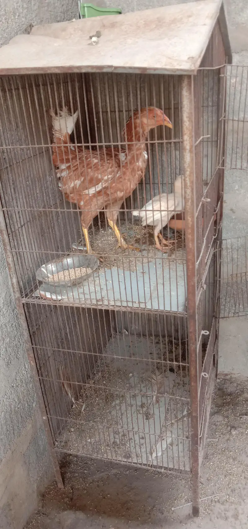 aseel murgi with aseel chick — photo 7