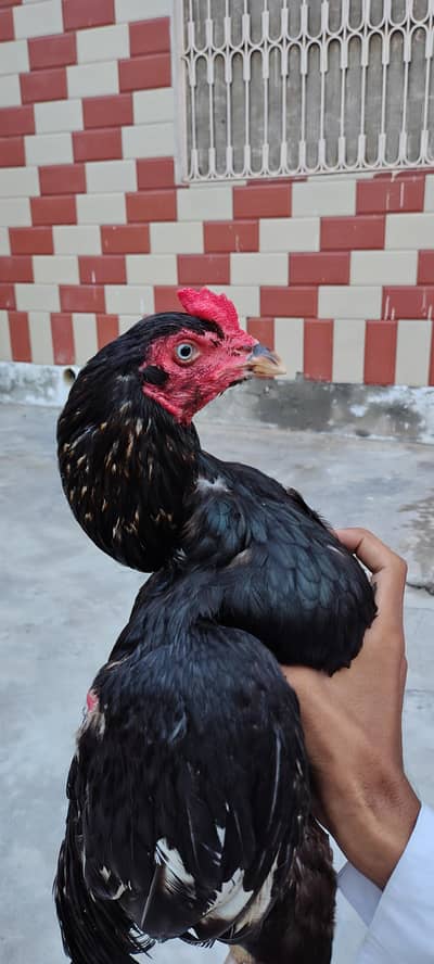 aseel murga