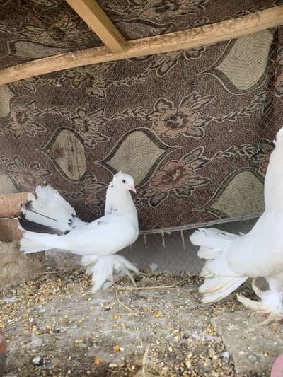 Lucky pegions