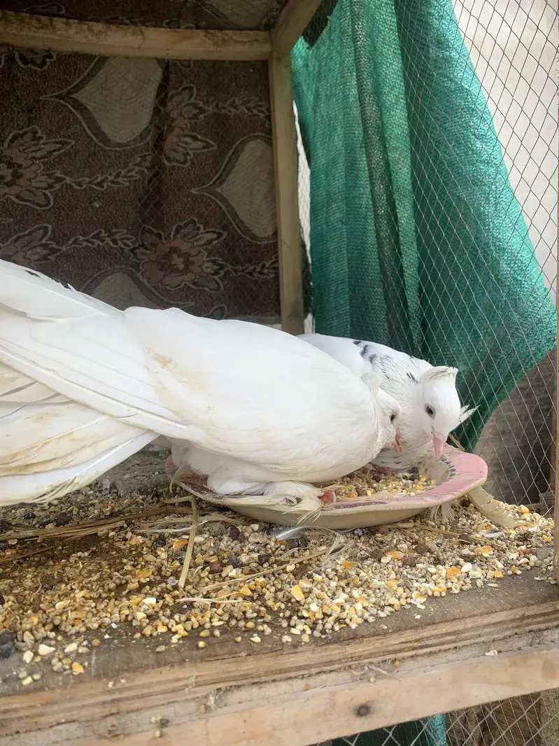 Lucky pegions — photo 2