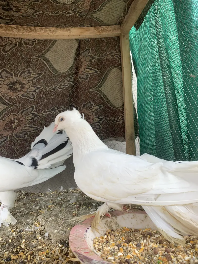 Lucky pegions — photo 3