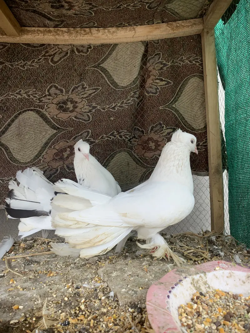 Lucky pegions — photo 4