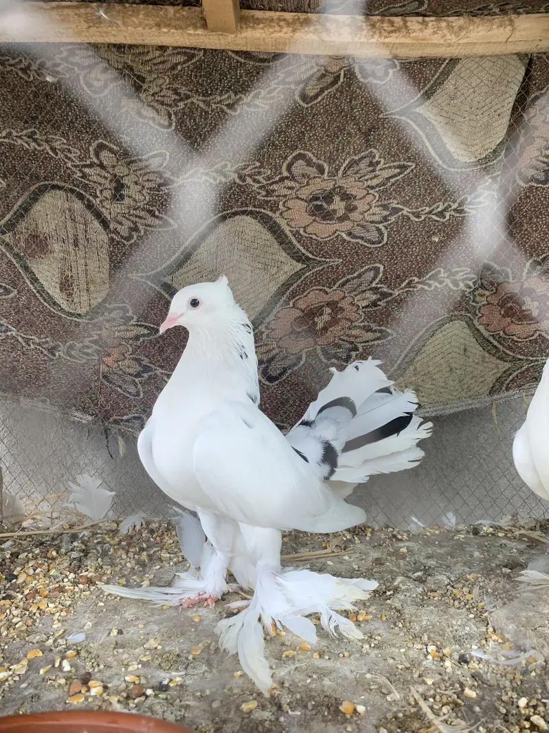 Lucky pegions — photo 5