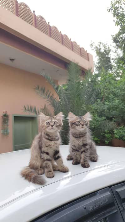 persian kittens