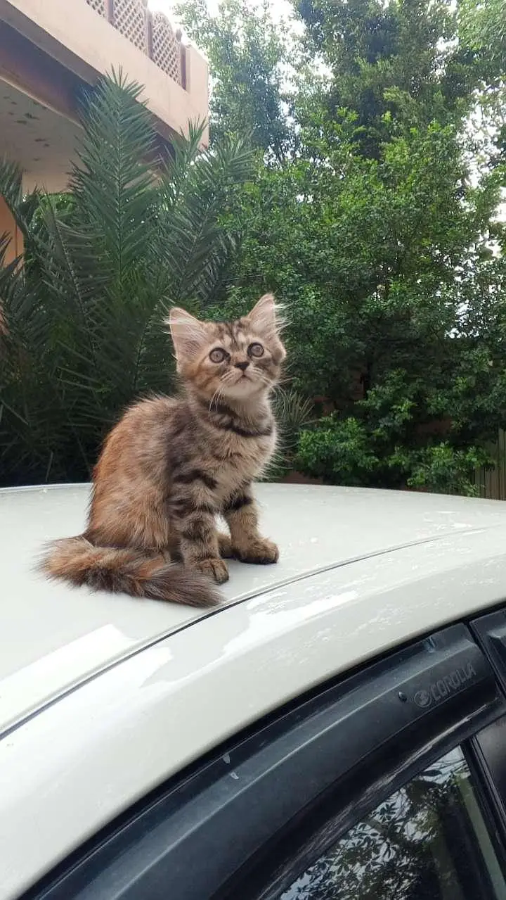 persian kittens — photo 2