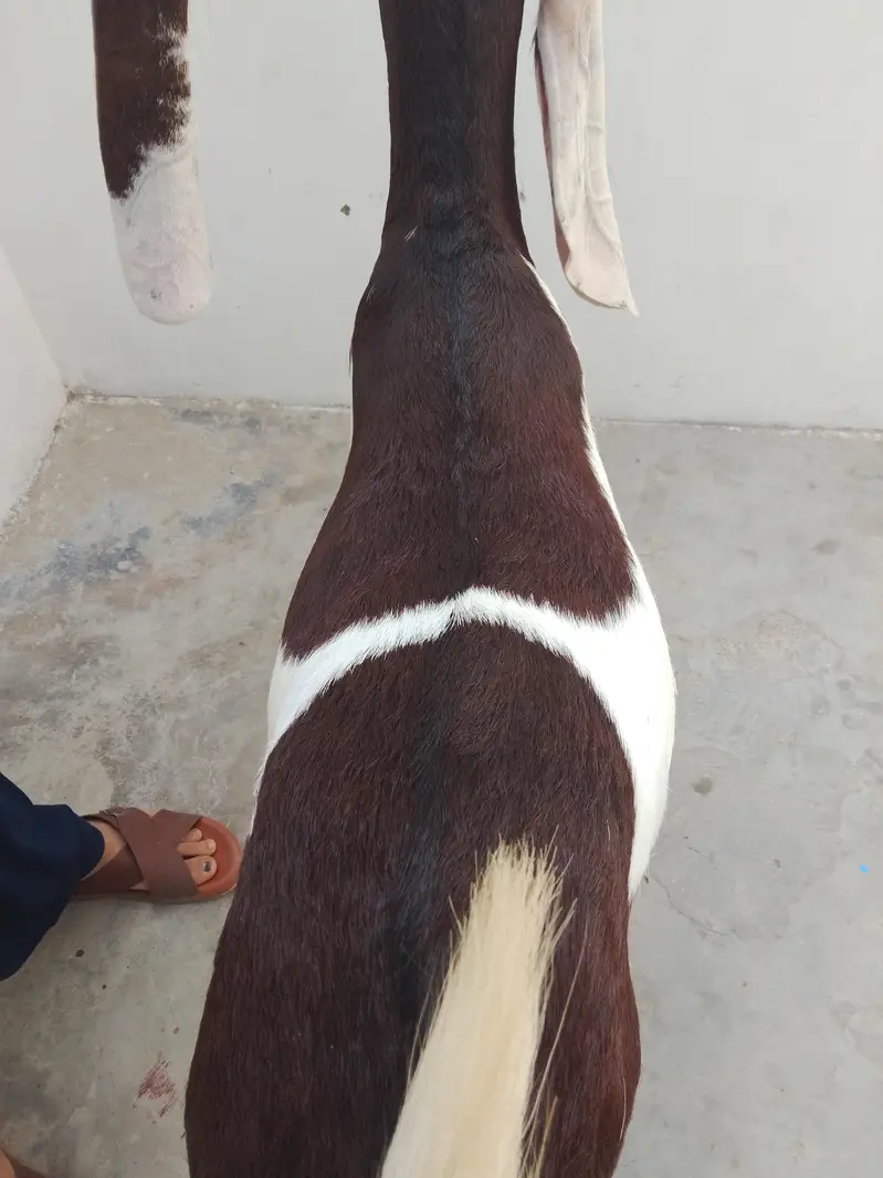 3.5 mahinon ki Gabbar ha — photo 3