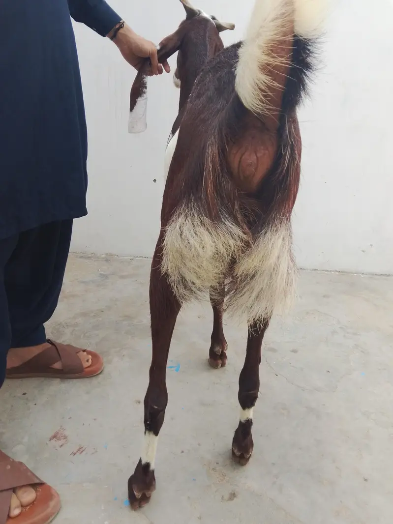 3.5 mahinon ki Gabbar ha — photo 4