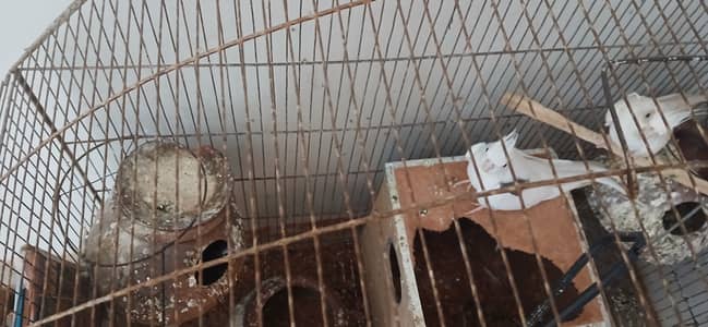 Parrots cocktale with cage