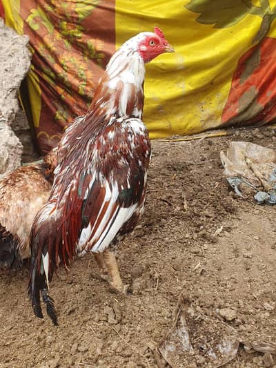 pure minawali breed good quality aseel murgh bilkul band jorr