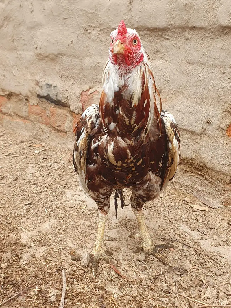 pure minawali breed good quality aseel murgh bilkul band jorr — photo 2