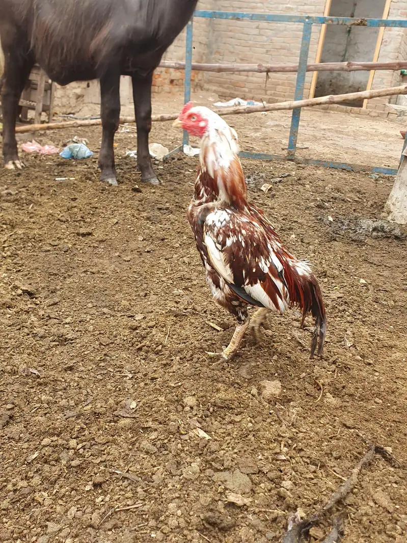 pure minawali breed good quality aseel murgh bilkul band jorr — photo 3