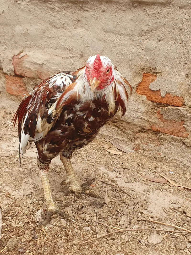 pure minawali breed good quality aseel murgh bilkul band jorr — photo 4