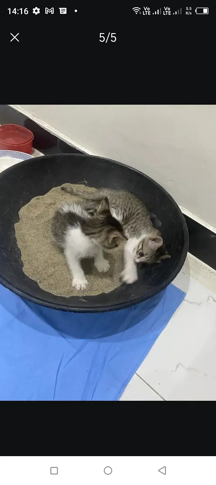 cat free ma — photo 2