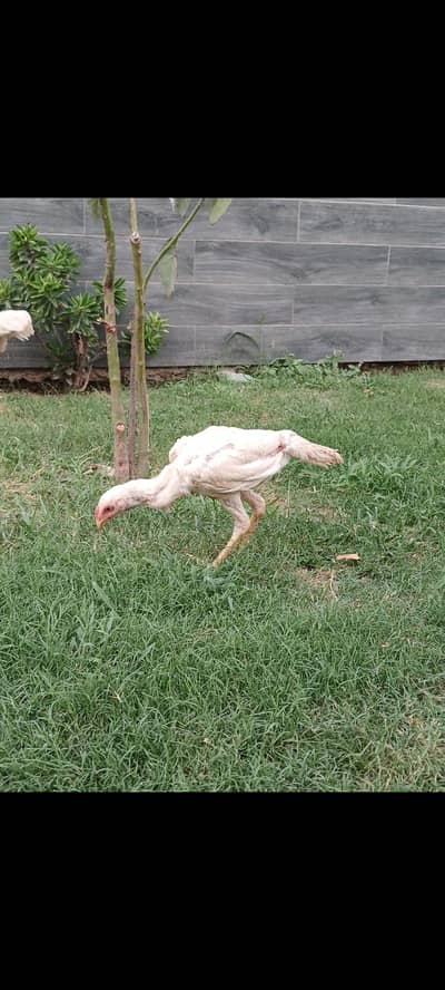 High quality shamo chicks