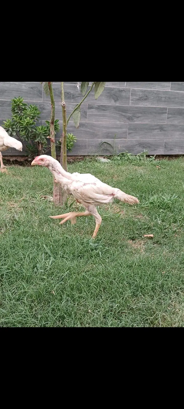 High quality shamo chicks — photo 2