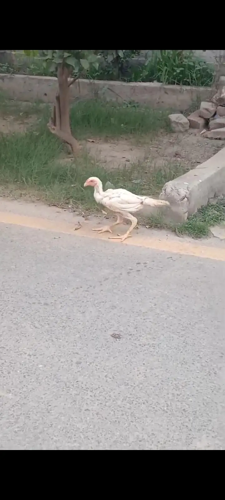 High quality shamo chicks — photo 3