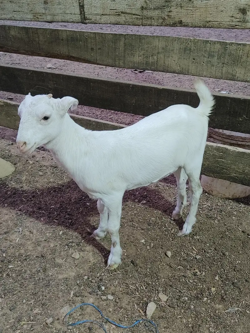 Zero size gulabi teddy female 4 months — photo 4
