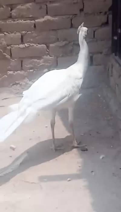 paper white pair breader