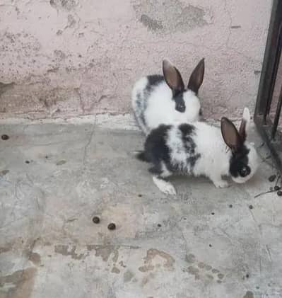 cute baby rabbit| black and white color english spot bread