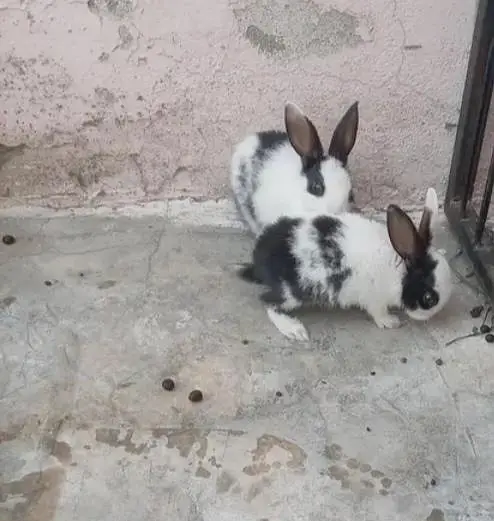 cute baby rabbit| black and white color english spot bread