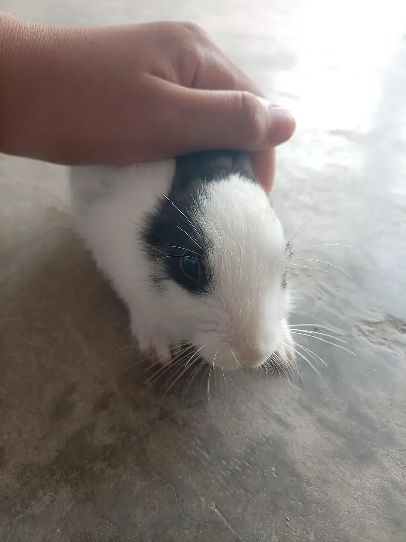 cute baby rabbit| black and white color english spot bread — photo 2