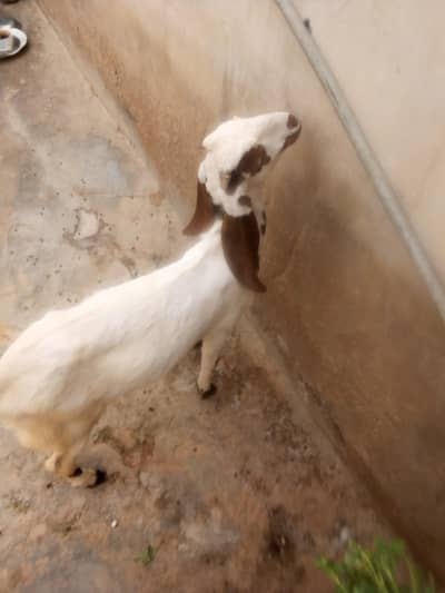 male bakra available for sale num 03422956864