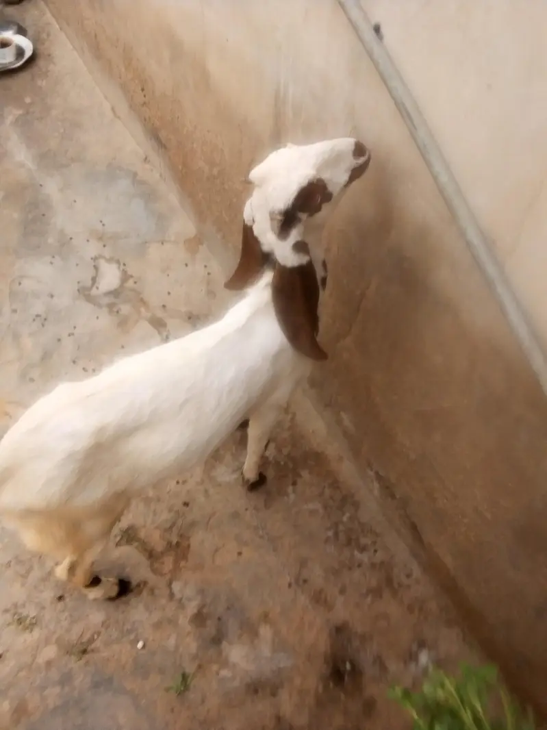 male bakra available for sale num 03422956864