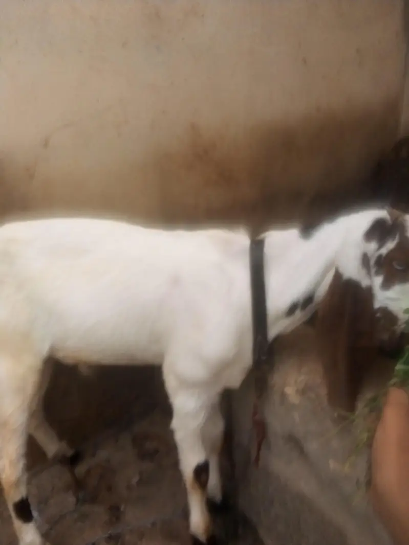 male bakra available for sale num 03422956864 — photo 3