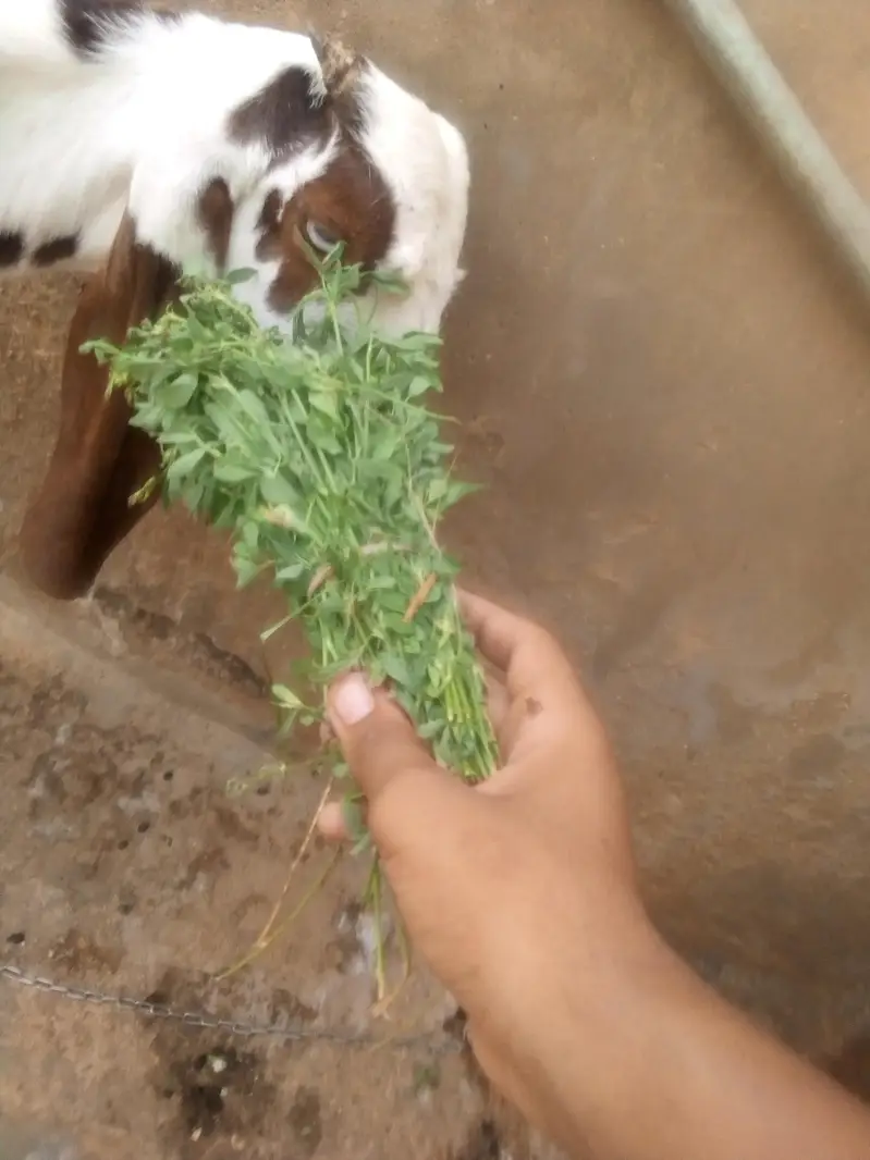 male bakra available for sale num 03422956864 — photo 5