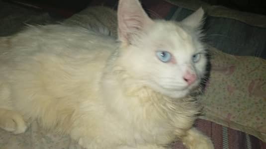 6 months male triple coat for sale